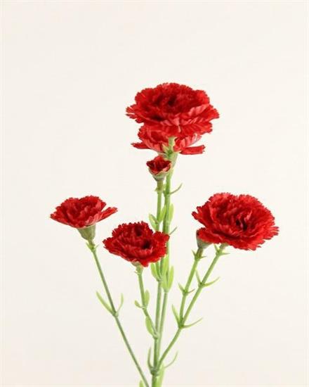 FIORE RAMO GAROFANELLA 7FIORI 20X68CM COLORE RED