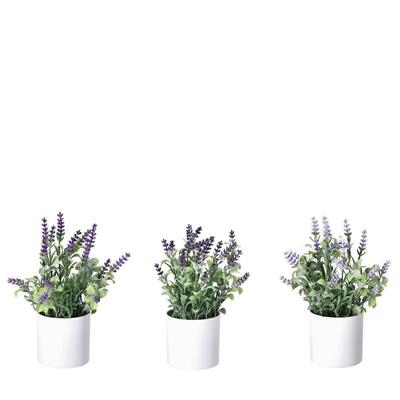 PIANTA LAVANDA CON VASO D.8XH25 CM 3 COLORI ASS