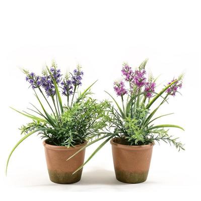 PIANTA DI LAVANDA IN VASO 12XH30 CM ASS